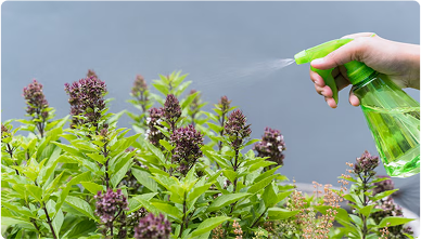 Why Herbs of Shrubs Shine