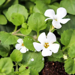 Brahmi Extract